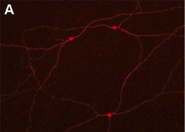 Anti-Connexin 45 Antibody, near CT, cytoplasmic, clone 5B9.2