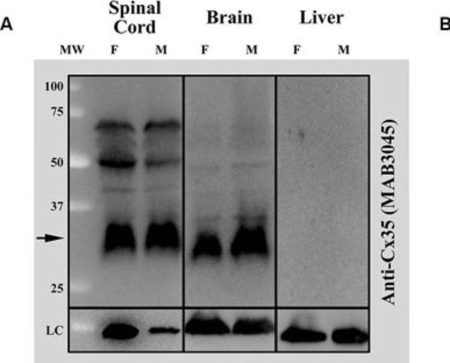 Anti-Connexin 35/36 Antibody, clone 8F6.2