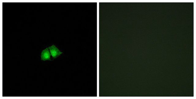 Anti-COPS2 antibody produced in rabbit