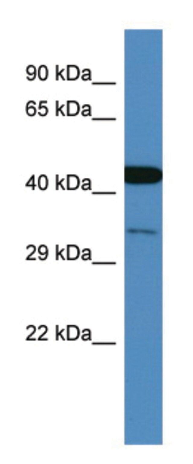 Anti-COPS3 (C-terminal) antibody produced in rabbit