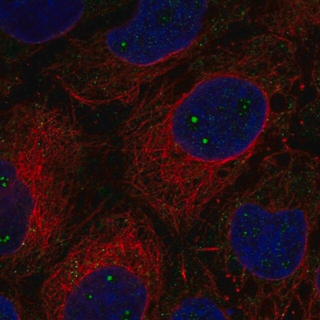 Anti-CLUH antibody produced in rabbit