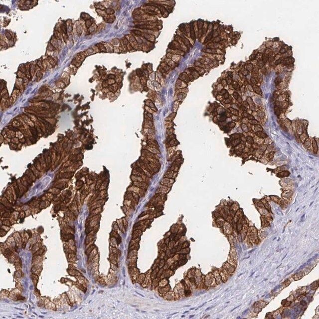 Anti-CDKL1 antibody produced in rabbit