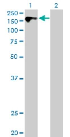 Anti-CDON antibody produced in mouse