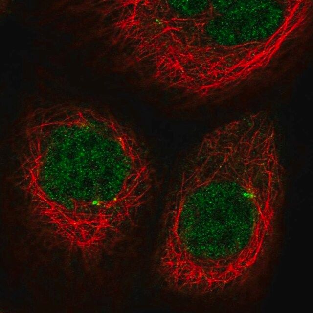 Anti-CDKL2 antibody produced in rabbit