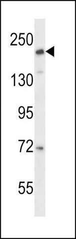 ANTI-CD163L1 (C-TERM) antibody produced in rabbit