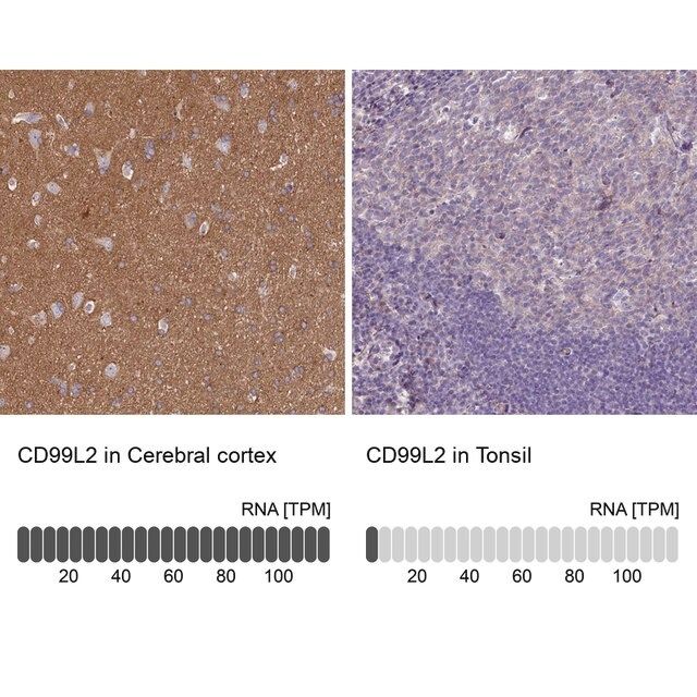 Anti-CD99L2 antibody produced in rabbit