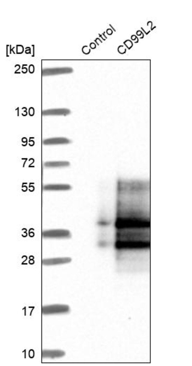 Anti-CD99L2 antibody produced in rabbit