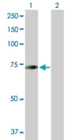 Anti-CDKN2AIP antibody produced in rabbit