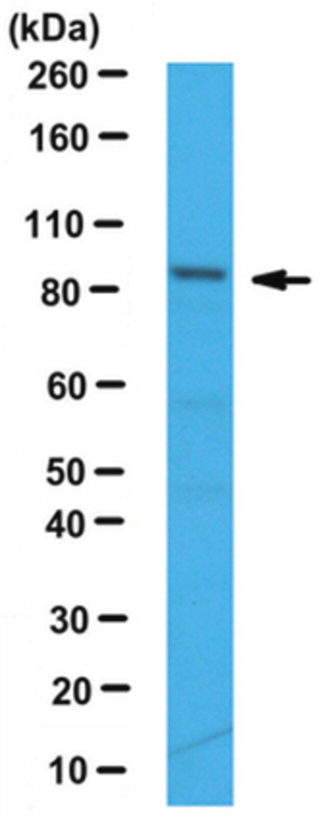 Anti-CDT2 Antibody