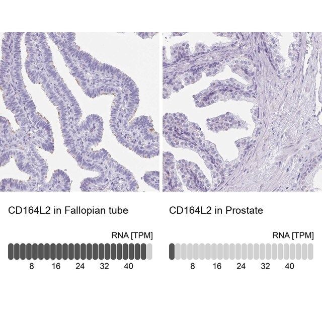 Anti-CD164L2 antibody produced in rabbit