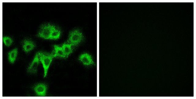 Anti-CDON antibody produced in rabbit