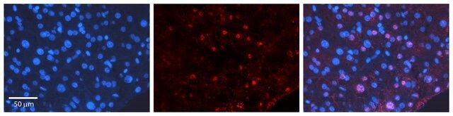 Anti-CEBPD antibody produced in rabbit