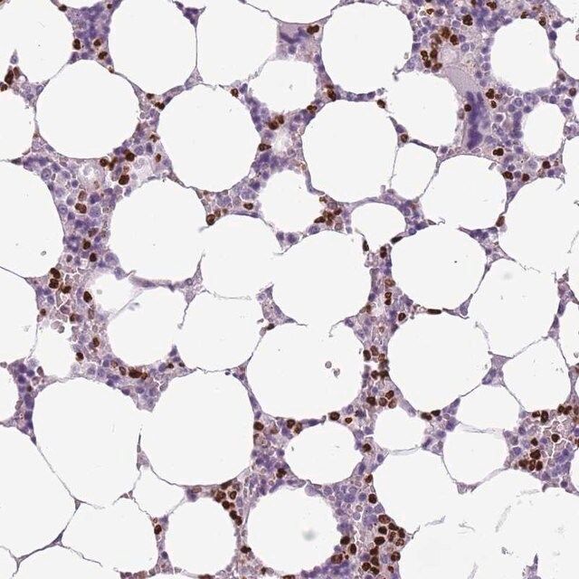 Anti-CELF6 antibody produced in rabbit