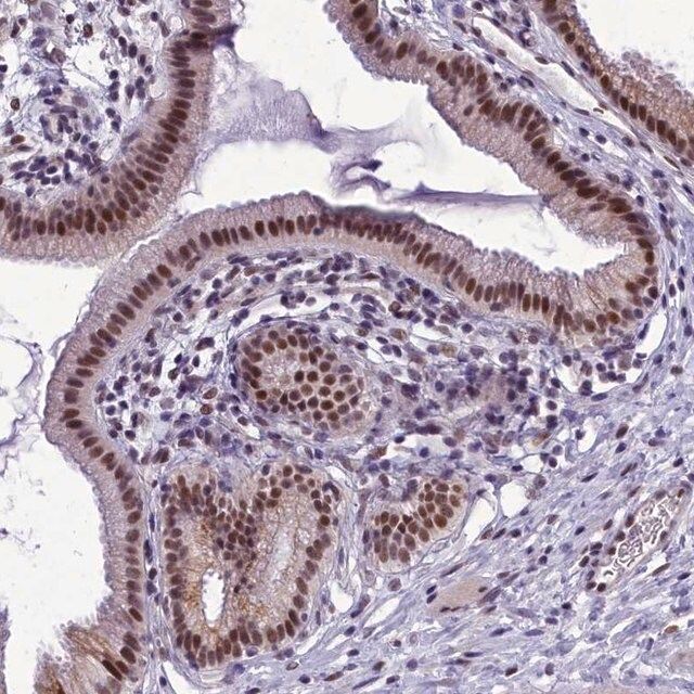 Anti-CEACAM19 antibody produced in rabbit