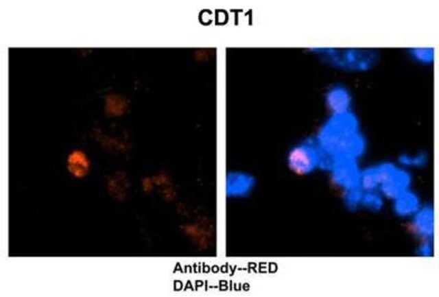 Anti-CDT1 antibody produced in rabbit