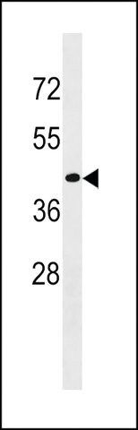 ANTI-CD200R1L(N-TERMINAL) antibody produced in rabbit