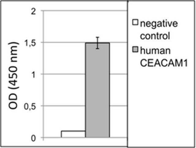 Anti-CEACAM1/CD66a Antibody, clone B3-17