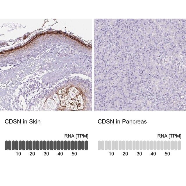 Anti-CDSN antibody produced in rabbit