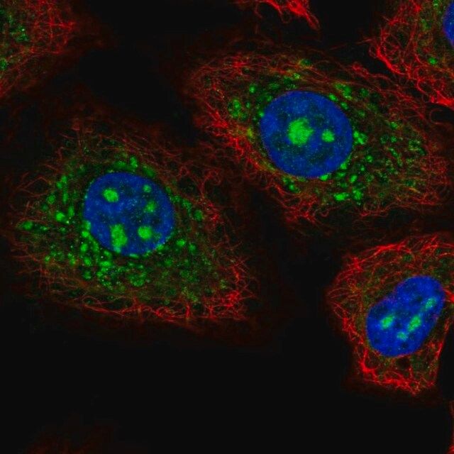 Anti-CEACAM19 antibody produced in rabbit