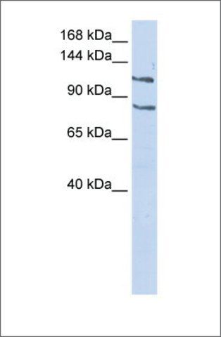 Anti-CEBPZ antibody produced in rabbit