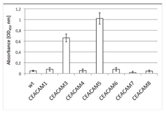 Anti-CEACAM3/5 Antibody, clone 308/3-3