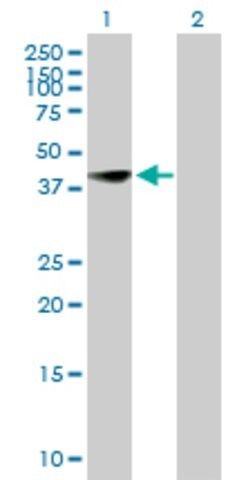 Anti-CEBPB antibody produced in mouse