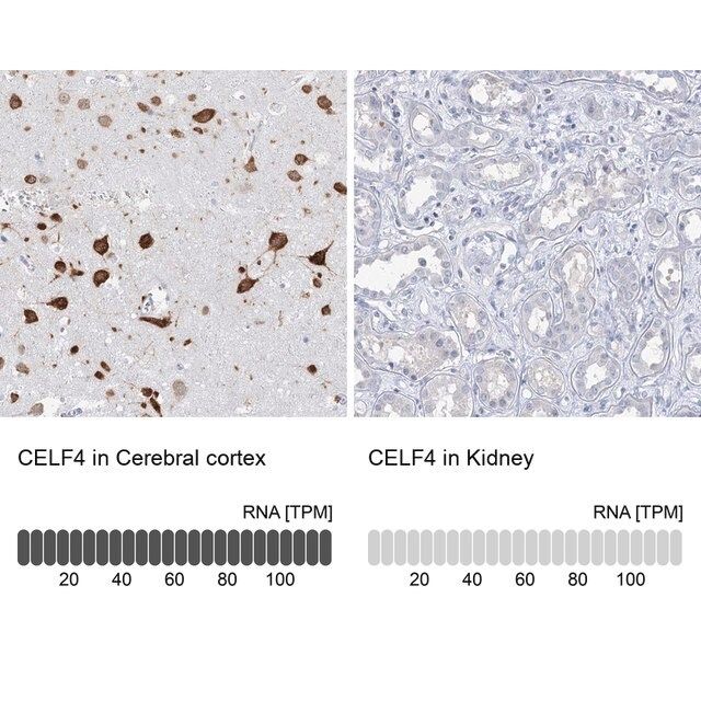 Anti-CELF4 antibody produced in rabbit