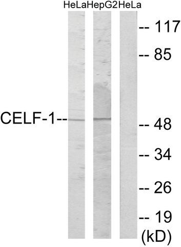 Anti-CELF-1 antibody produced in rabbit