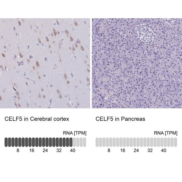 Anti-CELF5 antibody produced in rabbit