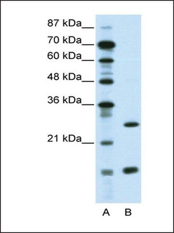 Anti-CEBPG antibody produced in rabbit