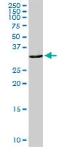 Anti-CEACAM21 antibody produced in rabbit