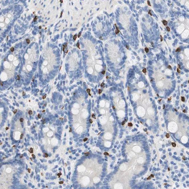 Anti-CEACAM1 antibody produced in rabbit