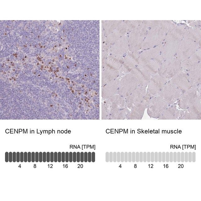 Anti-CENPM antibody produced in rabbit