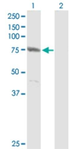 Anti-CENTB1 antibody produced in mouse