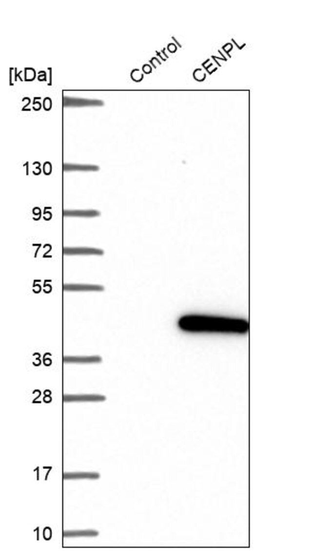 Anti-CENPL antibody produced in rabbit