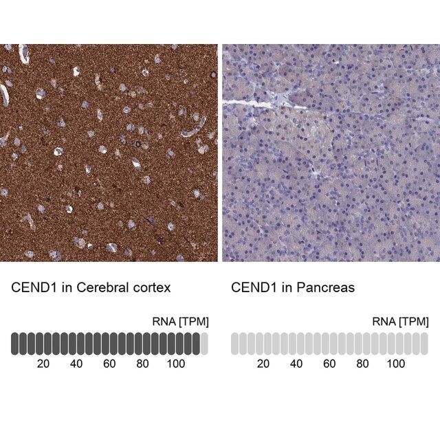 Anti-CEND1 antibody produced in rabbit