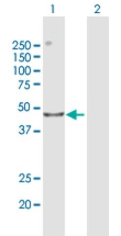 Anti-CENPL antibody produced in mouse