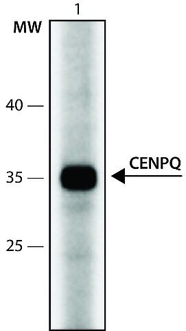 Anti-CENPQ (36-50) antibody produced in rabbit