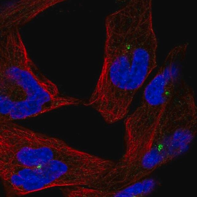 Anti-CEP290 antibody produced in rabbit