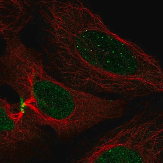 Anti-CENPC antibody produced in rabbit