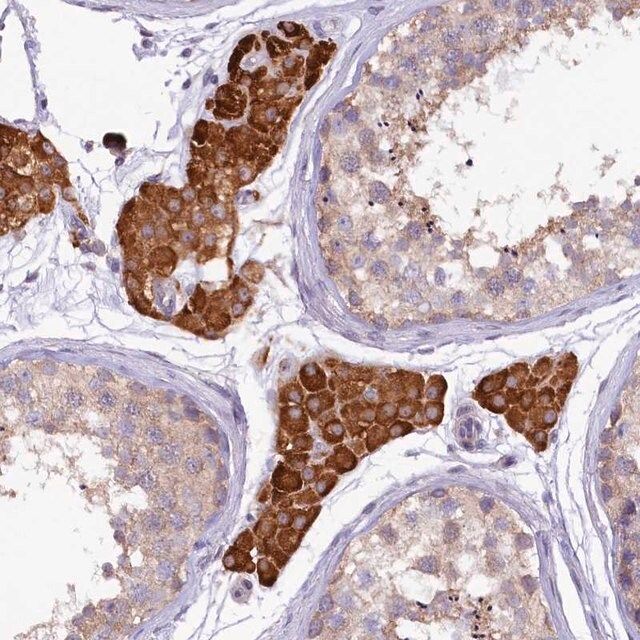 Anti-CEP295 antibody produced in rabbit