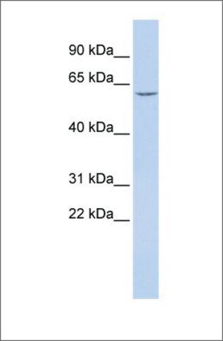 Anti-CES7 (ab2) antibody produced in rabbit