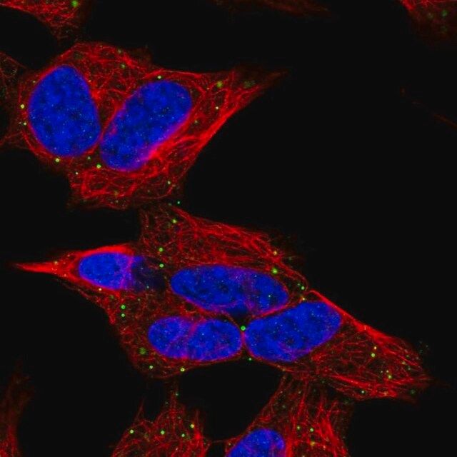 Anti-CERK antibody produced in rabbit