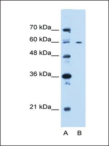 Anti-CEP55