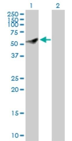 Anti-CEP55 antibody produced in rabbit