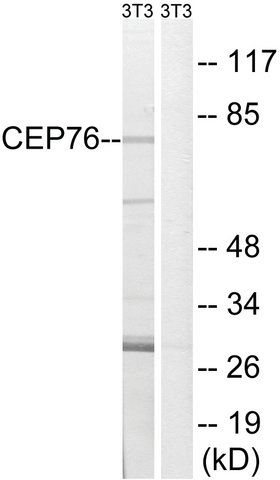 Anti-CEP76 antibody produced in rabbit