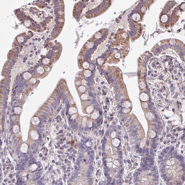 Anti-CEP63 antibody produced in rabbit