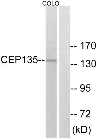 Anti-CEP135 antibody produced in rabbit