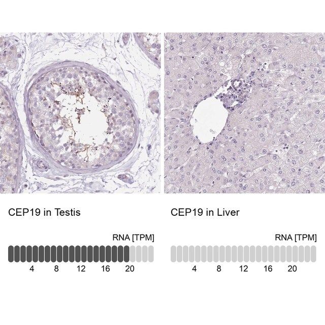 Anti-CEP19 antibody produced in rabbit