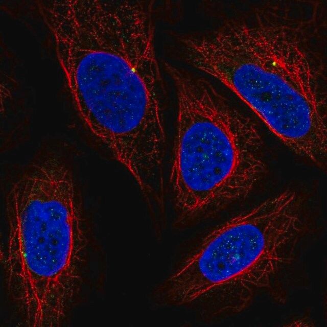 Anti-CEP19 antibody produced in rabbit